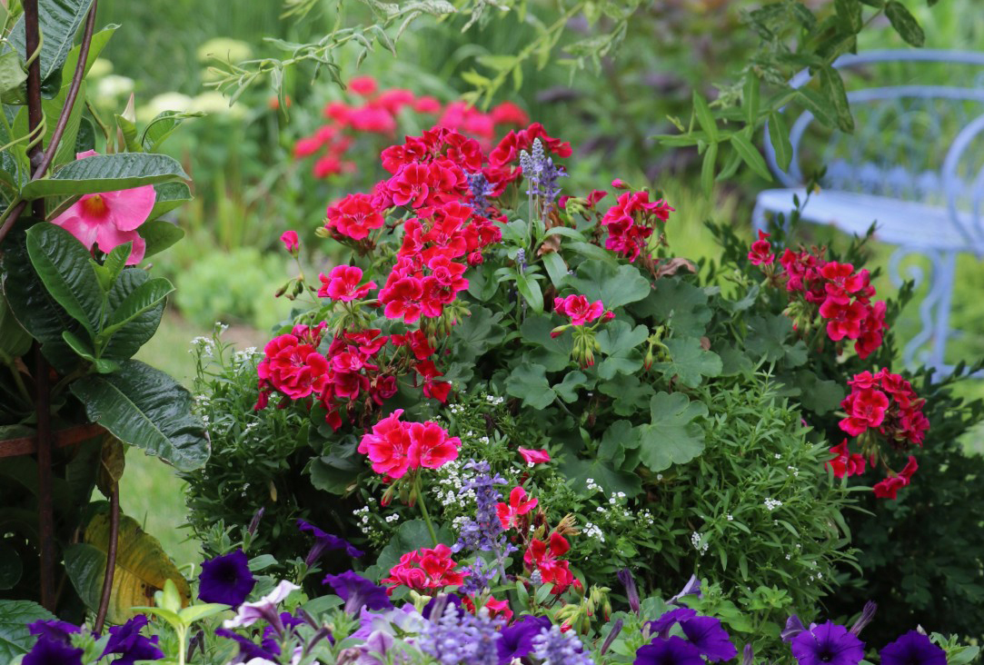 Cherry red geraniums in a garden container are the focal point