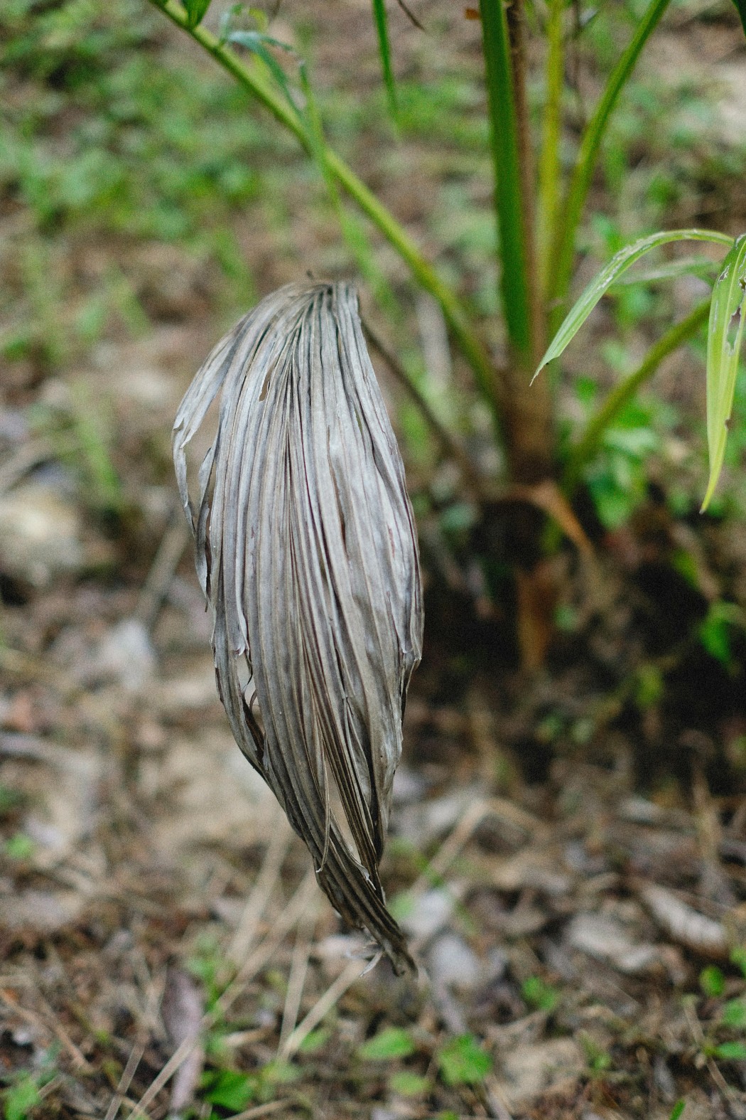 Smart Yard - Signs to look for in plants and landscaping