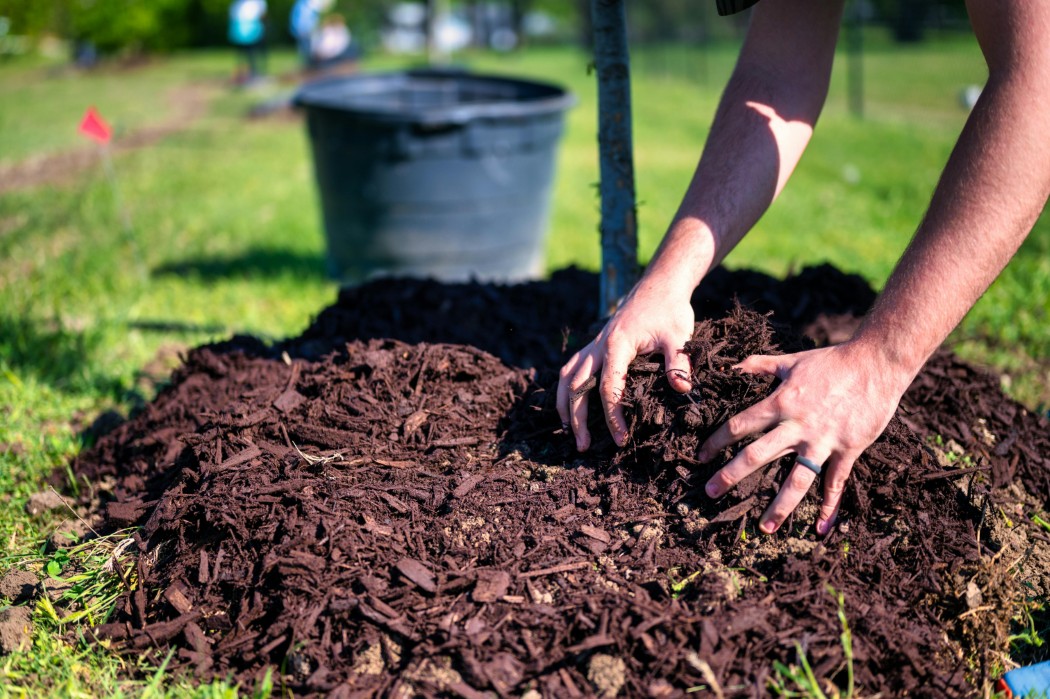 Smart Yard - Tips for plant depth and longevity