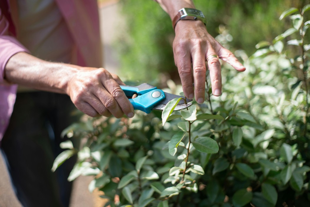 Smart Yard - Why you shouldn't over-prune your plants and bushes