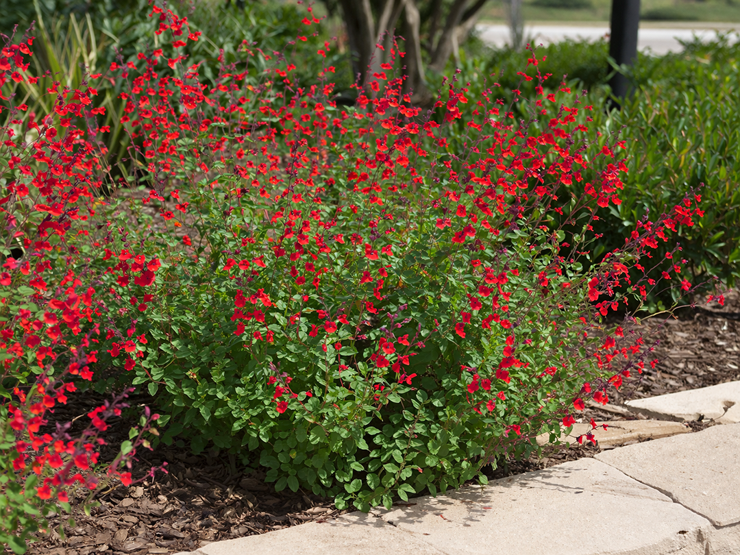 Autumn Sage Salvia Greggii Flowers Landscaping