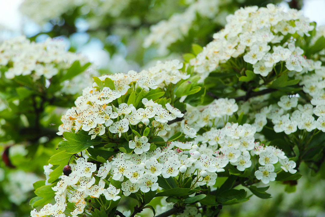 Indian Hawthorne Shrub Flowers Blooming in Spring