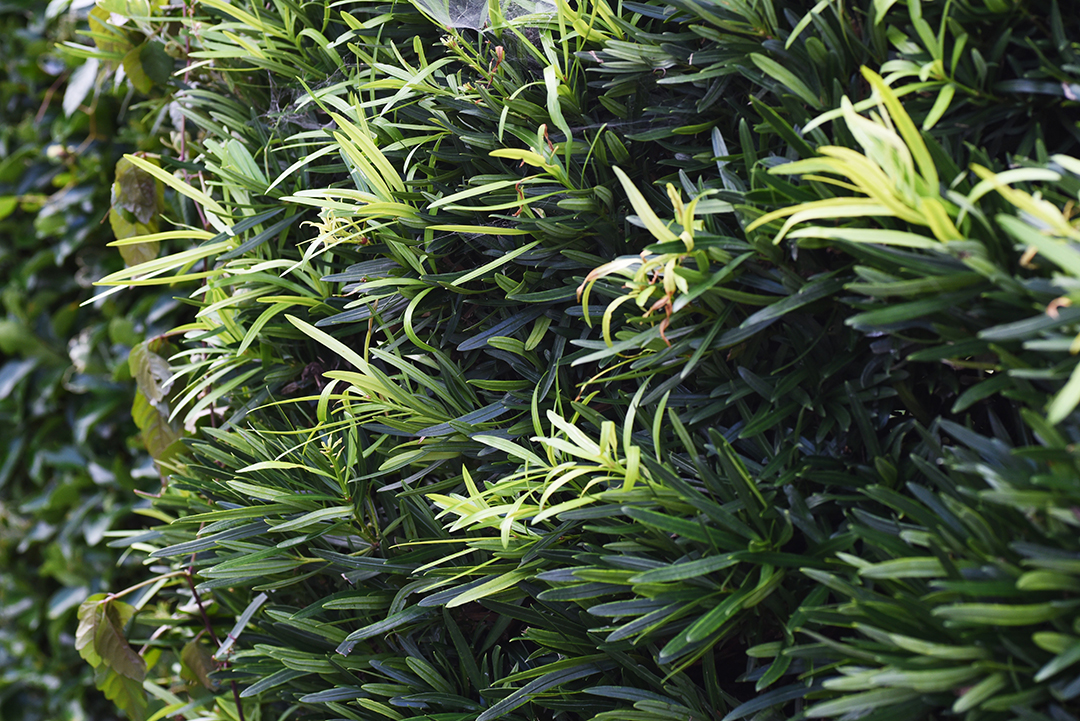 Japanese Yew Podocarpus macrophyllus plants for landscaping