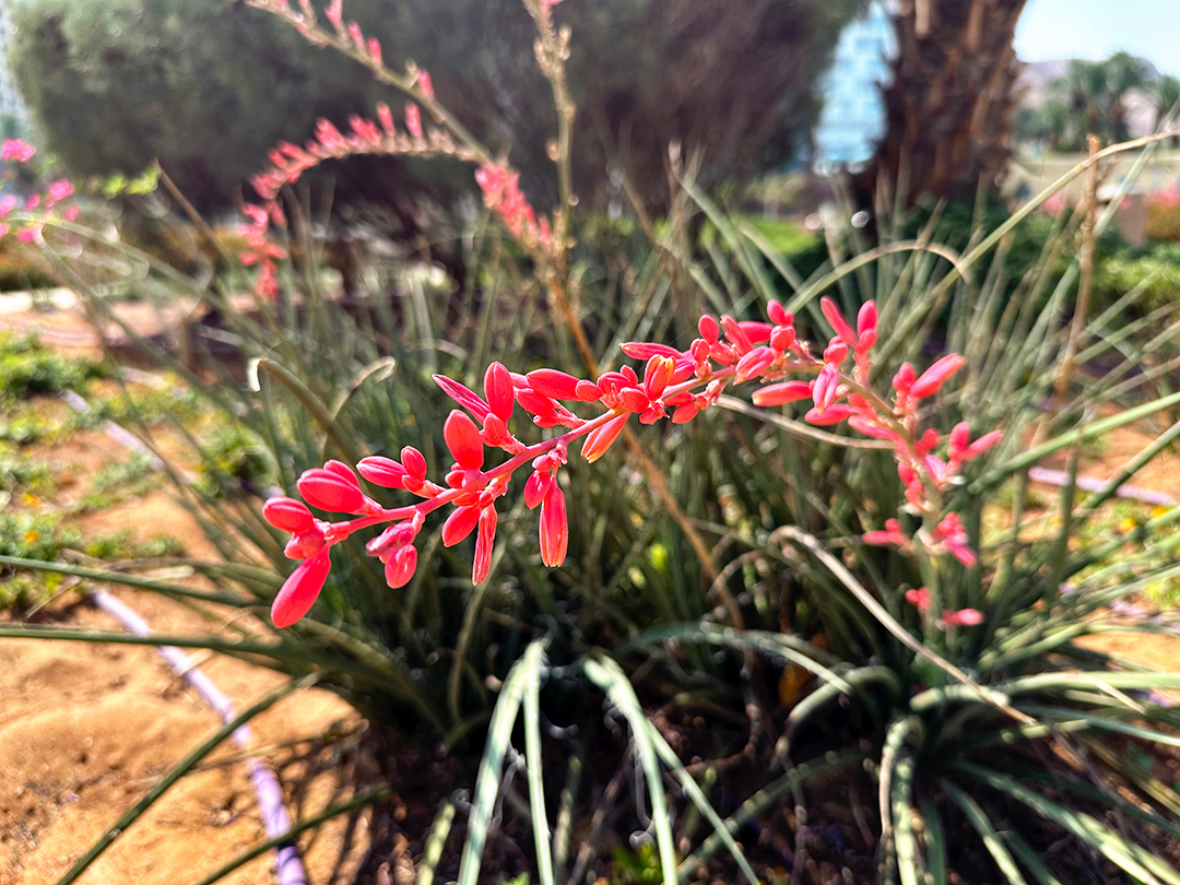 Red Yucca Hesperaloe parviflora flowering plant
