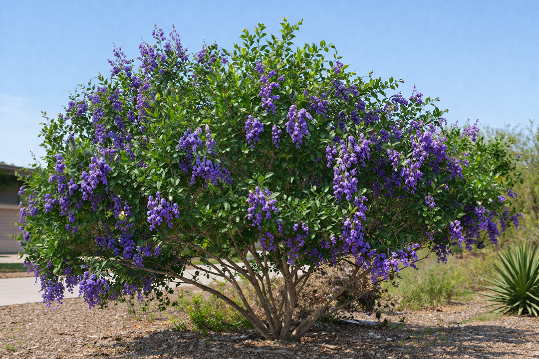 Texas Mountain Laurel Sophora secundiflora - Flowering Tree for Texas Landscaping