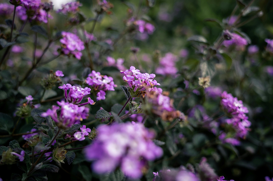 Trailing Lantana Flowers to Spill and Soften Landscape