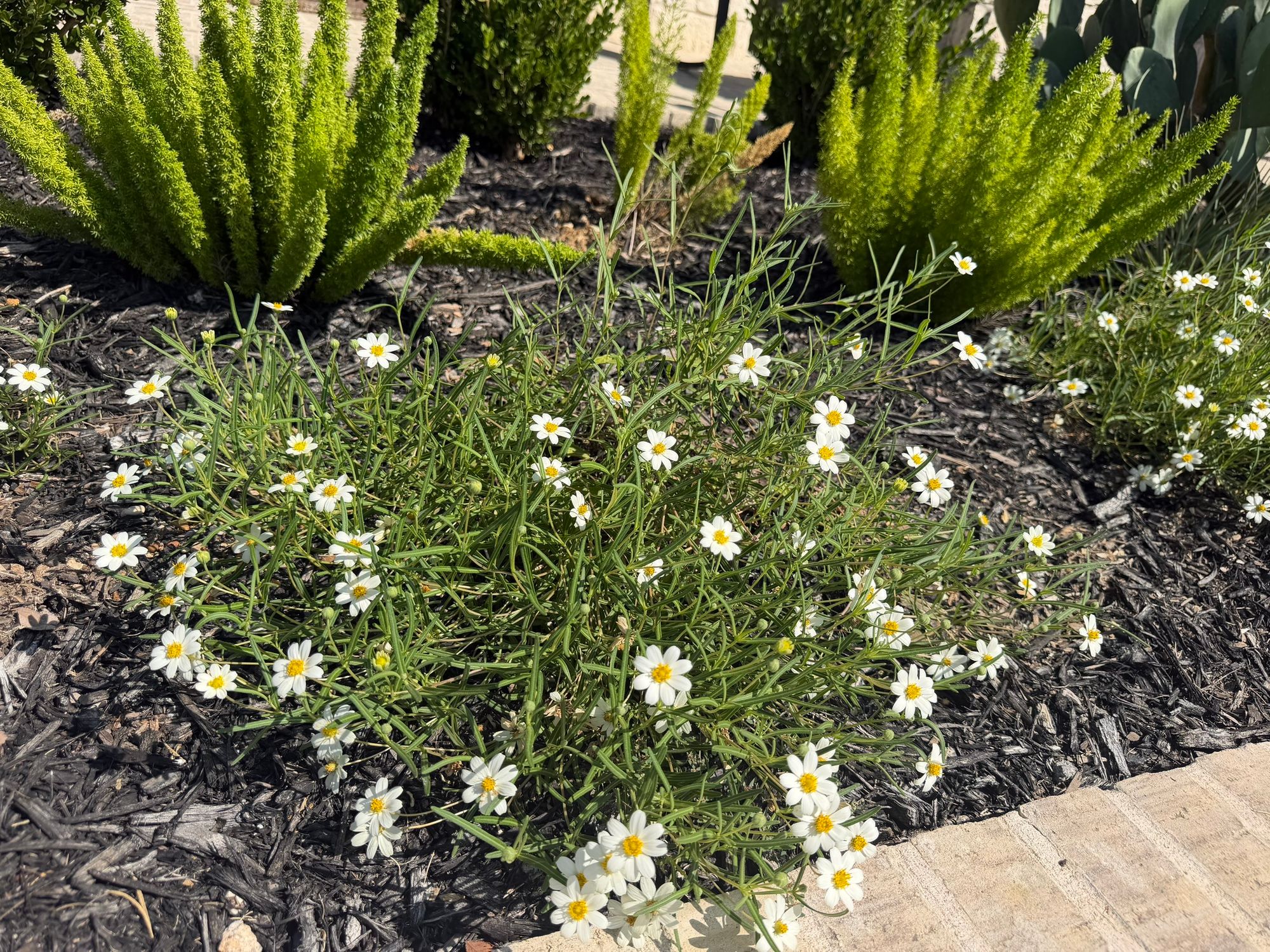 Black Foot Daisy (Melampodium leucanthum)