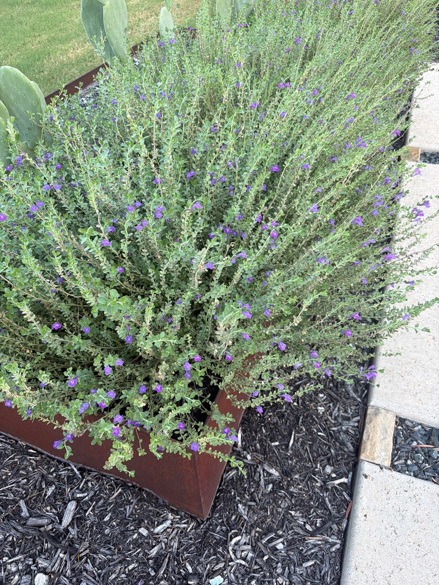 Blue Mistflower (Conoclinium coelestinum)