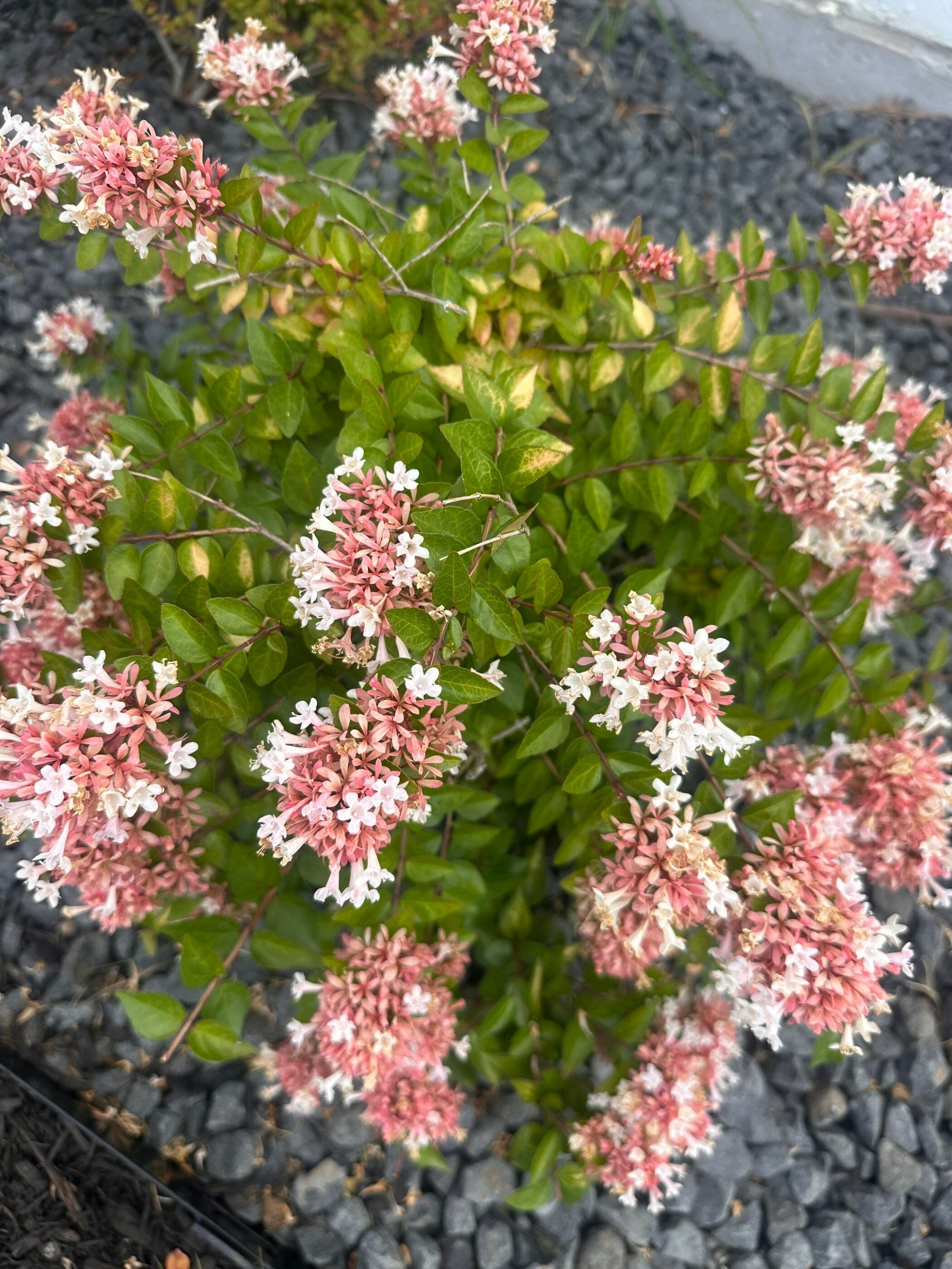 Canyon Creek Abelia (Abelia x grandiflora 'Canyon Creek')