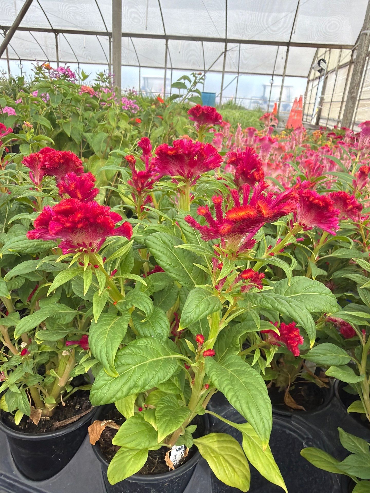 Celosia (Celosia argentea)