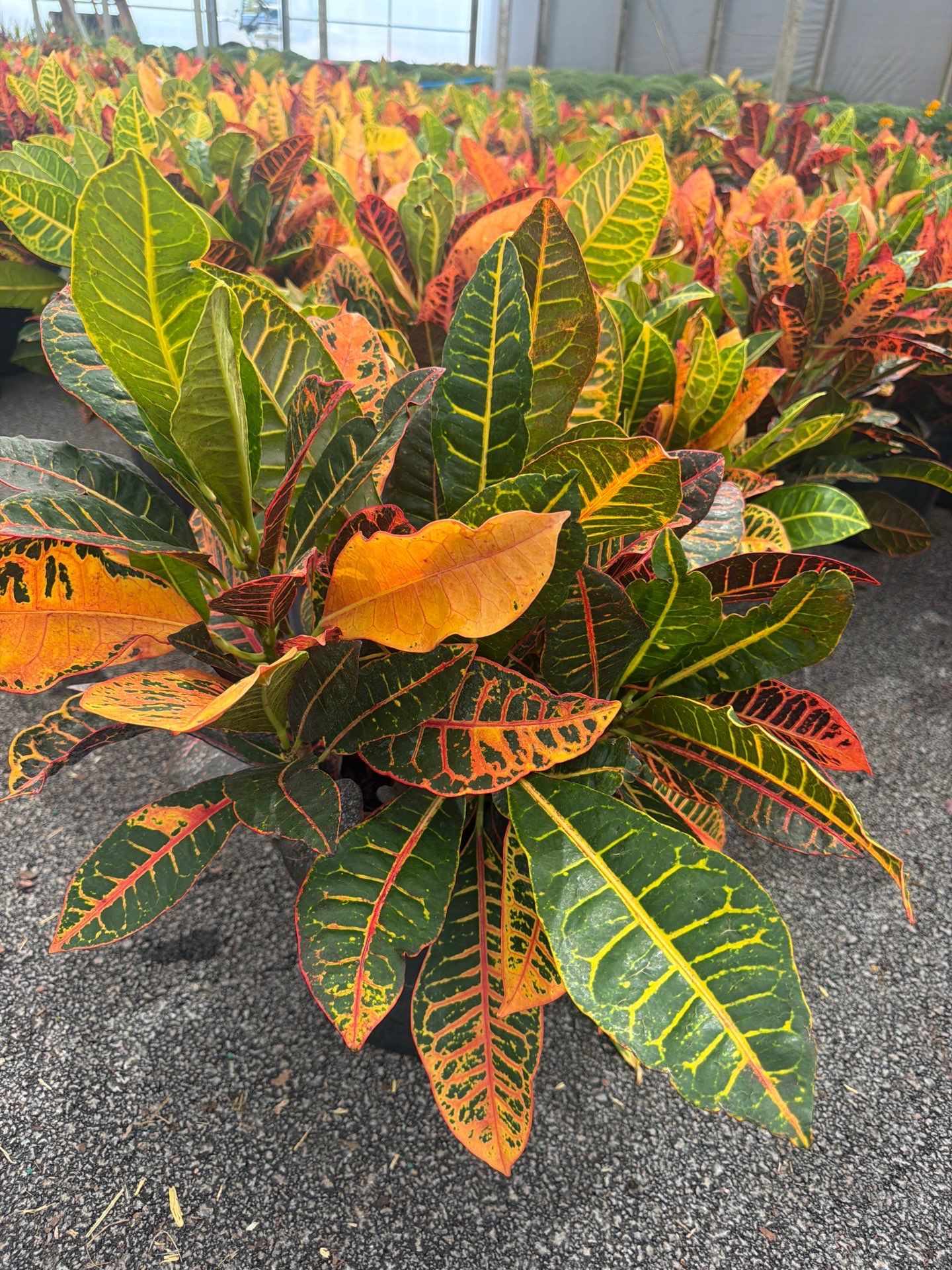 Garden Croton (Codiaeum variegatum)