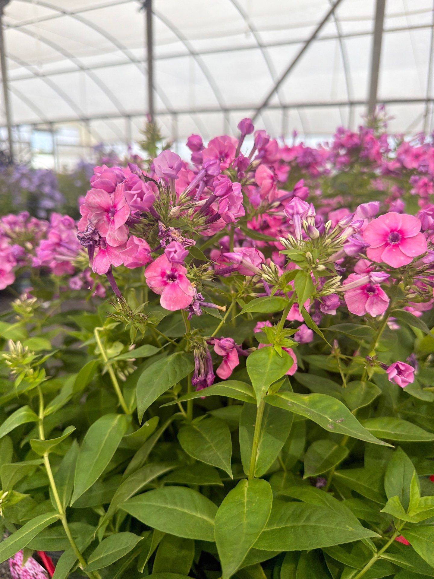 Garden Phlox (Phlox paniculata)