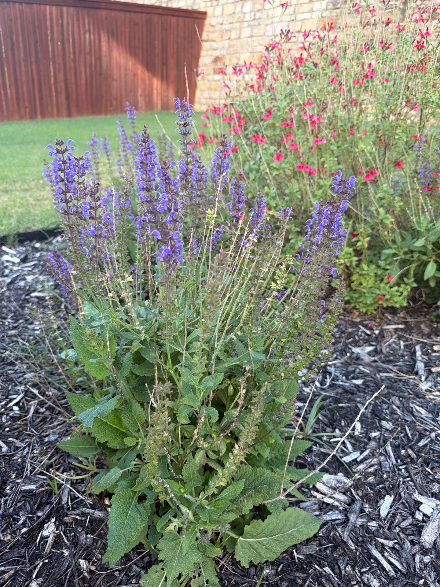Mealy Blue Sage (Salvia farinacea)