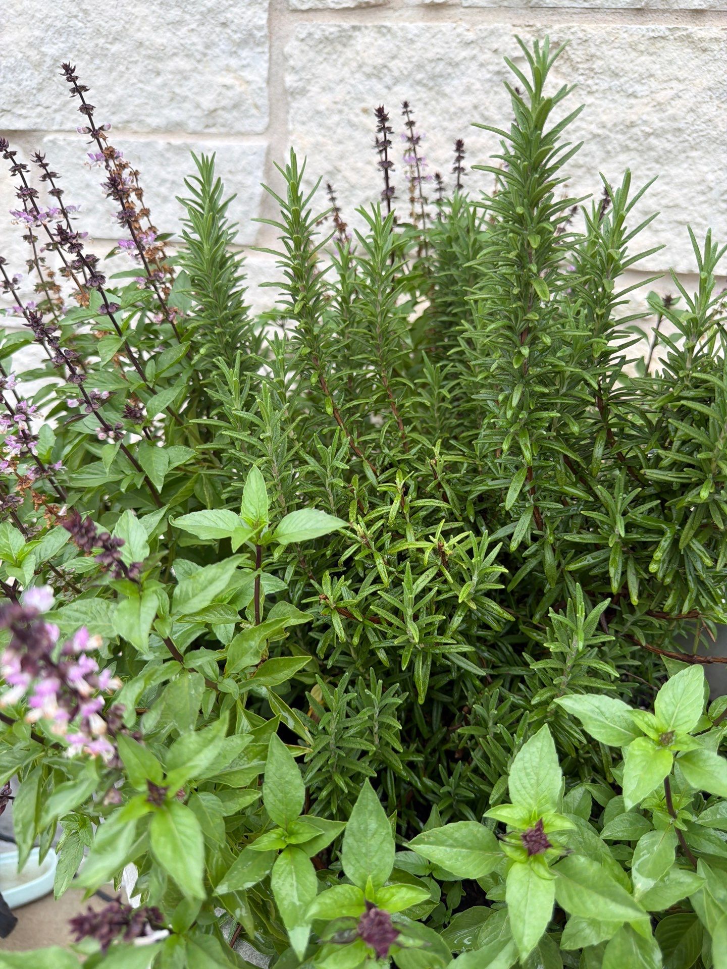 Rosemary (Salvia rosmarinus)