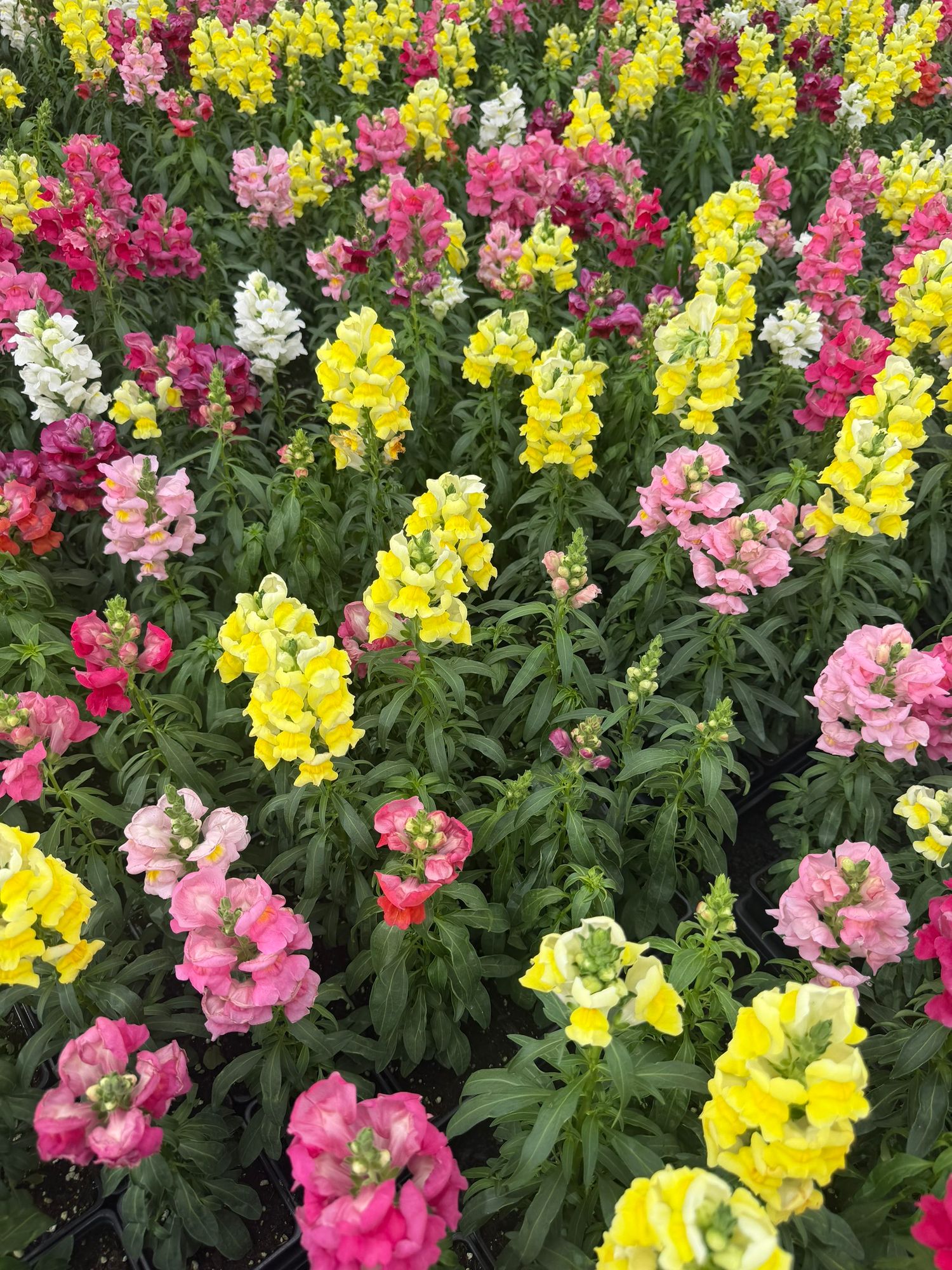 Snapdragon (Antirrhinum majus)