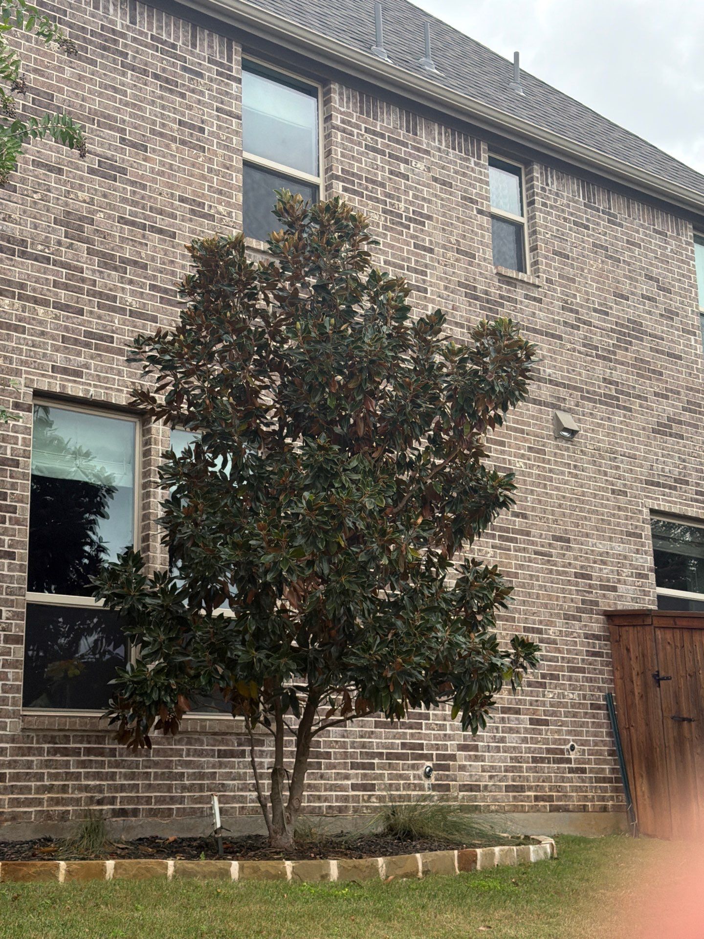 Southern Magnolia (Magnolia grandiflora)