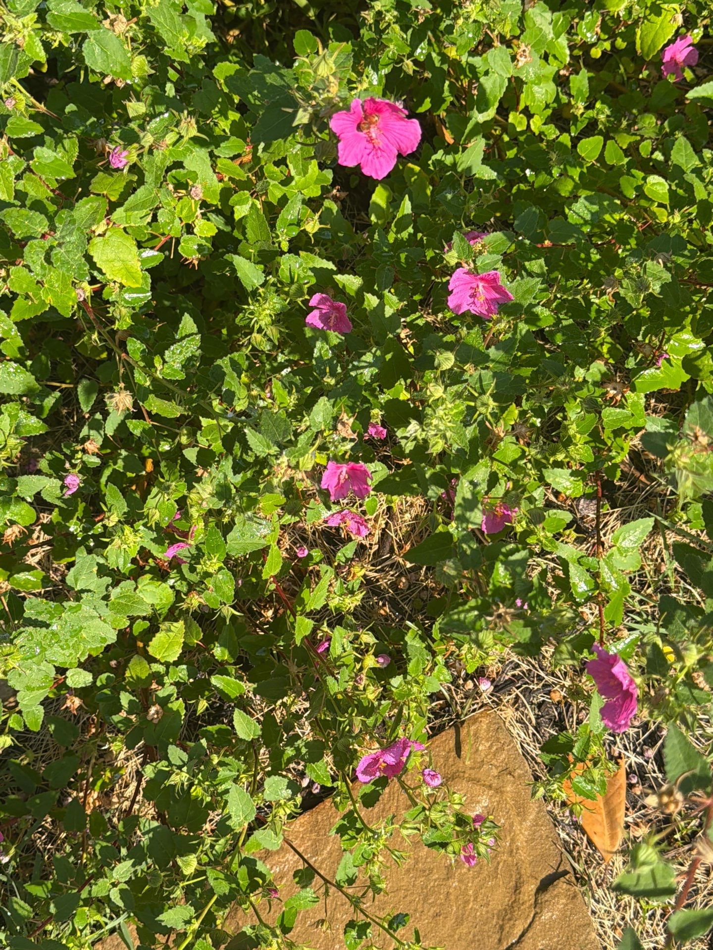 Texas Rock Rose (Pavonia lasiopetala)