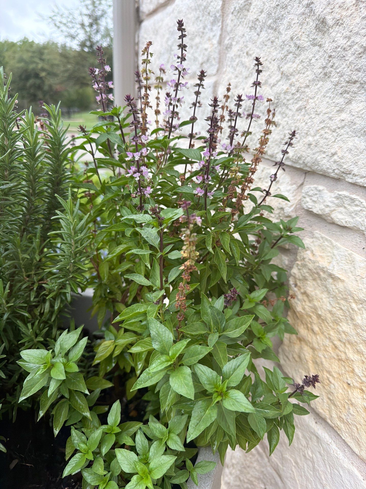 Thai Basil (Ocimum basilicum var. thyrsiflora)